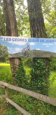 Cèdres Bleus de Joany chez Nathalie - Housity