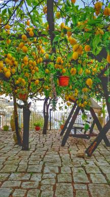 Il Limoneto di Lulù, holidays among the lemon trees - Hizvo