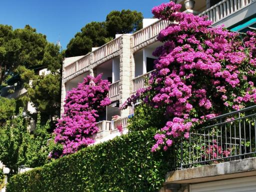 Villa Bose- Apartmani Luka Šodan - Housity