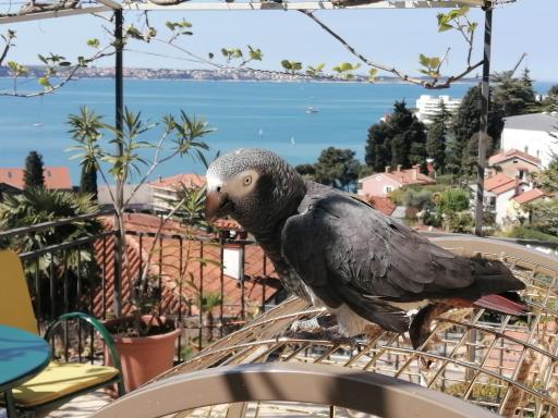 Apartma Gaia - Housity