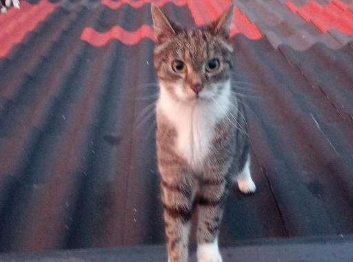 Ferienwohnung Eddi - Housity