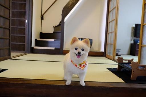 Mibu Dodan-Momiji - Vacation STAY 33956v - Housity