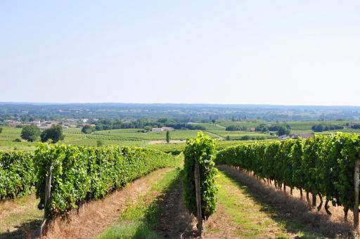 CLOS SAINT SAUVEUR - guesthouse au coeur des vignes sur le coteau - Housity