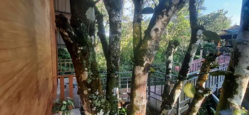 Spicevilla Tree house Thekkady - Housity