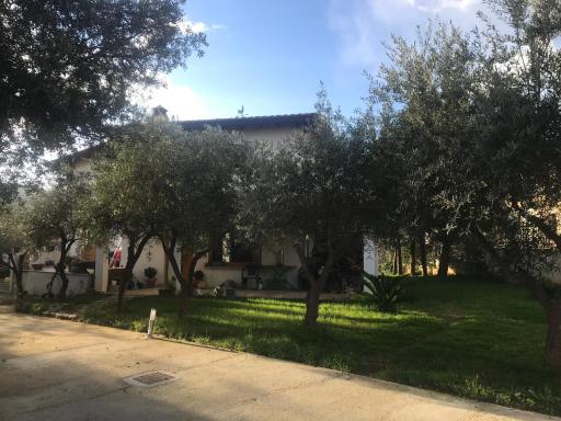 Massonzu e pinu - Housity