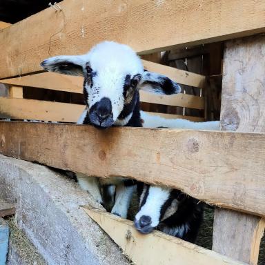 Organic Tourist Farm Pri Plajerju - Housity
