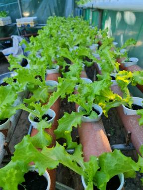 Limbago Hydroponic and Koi Garden - Housity