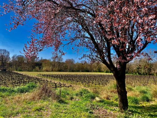 Lodging Au Milieu des Vignes & des Étoiles - Housity