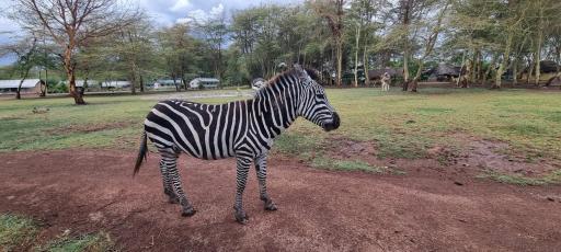 Africa Safari Lake Manyara located inside a wildlife park - Housity