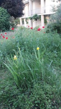 Condrieu appartement 1er - Housity