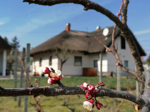 Angelic Cottage and BikePoint (A Birtok - Vendégház és Biciklis bázispont) - Housity