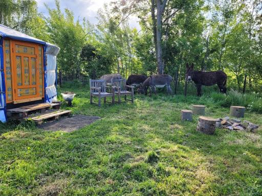 Slapen tussen de ezels in de Yurt - Housity