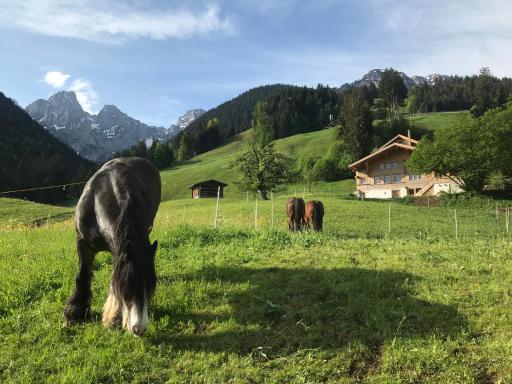 Au Pré des Chevaux - Housity