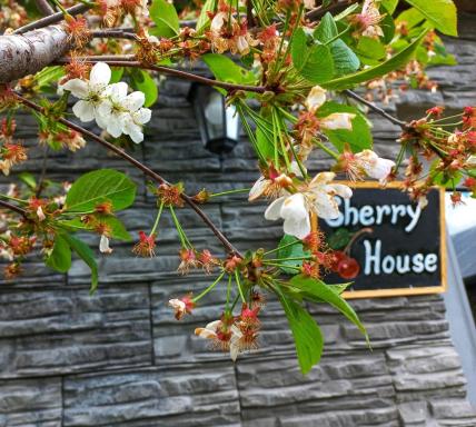 Cherry House - Housity