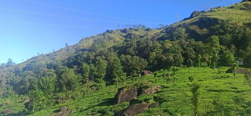 Tea Dale - All rooms with Tea Estate view - Housity