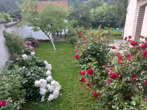 Red Rose - Housity