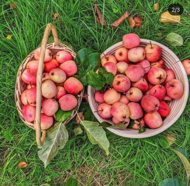 The Apple and Plum Cottage Studio apartment New - Housity