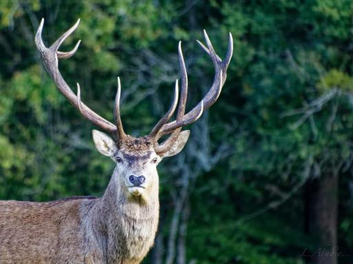 Le Logis de la Ferme aux Cerfs - Housity