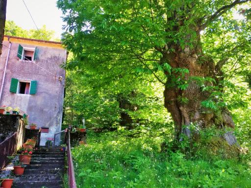 SINGLE HOUSE IN THE GREEN WILD! Casa Karmel - Housity