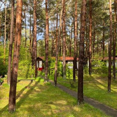 Bungalow im Kiefernwald direkt an der Ostsee (b) - Housity