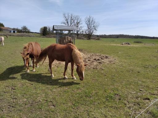 Insolite! Plusieurs Gîtes dans Ferme Equestre - Housity