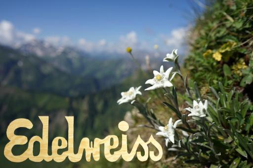 Edelweiss - Bayerischer Hof - Housity