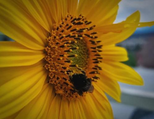Schiefe Hütte am Attersee. - Housity