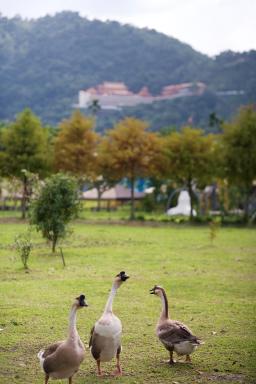 Meihua Lake Leisure Farm - Housity