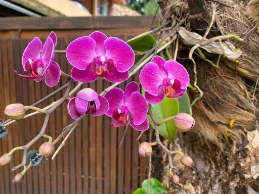 Flores do Mar - Housity
