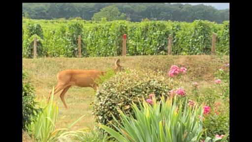 Avre de Paix au milieu des Vignes - Housity