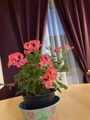 Royal Studio National Arena - Free Parking - Housity