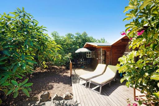 Cottage Hibiscus among Avocados - Housity