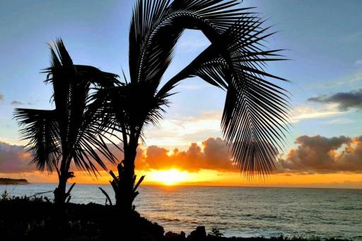 Pahoa Paradise Palms - Housity