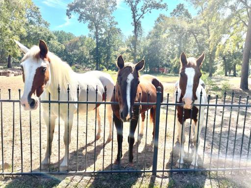 Relaxing Two-Bedroom Apartment or Studio on 13 Beautiful Wooded Acres In A Quiet Neighborhood - Housity