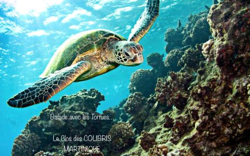 LODGE PAMPLEMOUSSE avec PISCINE privative , dans parc calme à 500 m plage - Housity