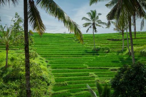 Be Bali Stay - Housity