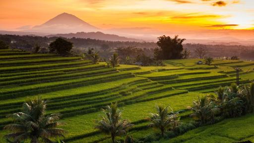 Kubu Pinge - Housity