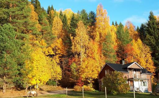 Farm house River&Horse view 