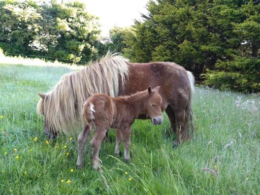 Cosy cabin for two - Housity