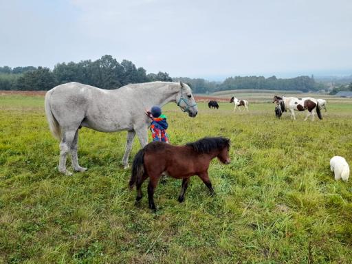 Agroturystka Stylowy Apartament nad Stajnią - Housity
