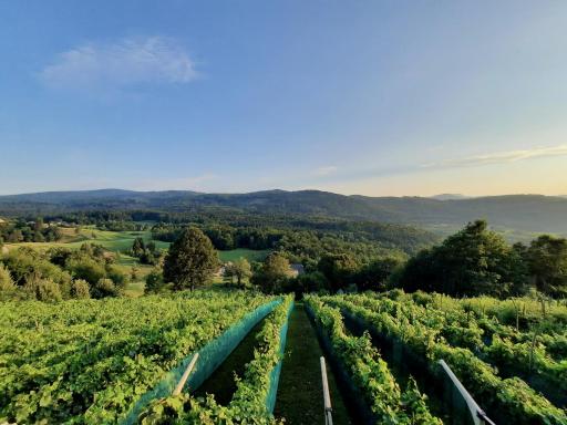 Vineyard cottage Kulovec - Housity