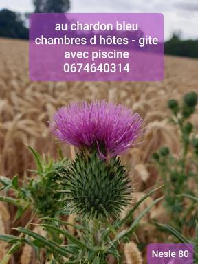Au Chardon Bleu - Housity