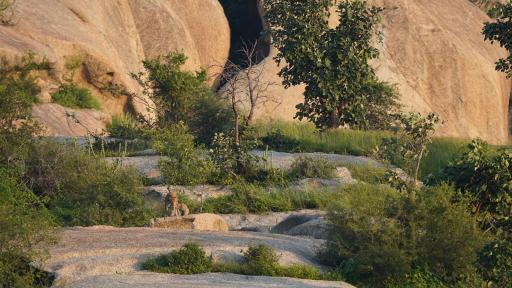 Panthera Pardus Safari Lodge - Housity