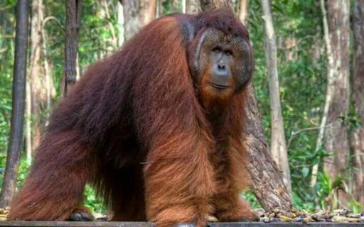 Bukit Lawang- Jungle trekking - Housity