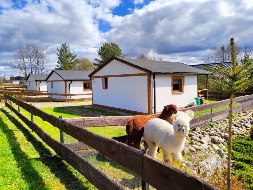 Agroturystyka Zagroda Alpaka - Housity