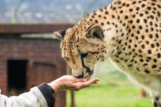 Crossfire @ Home - Housity