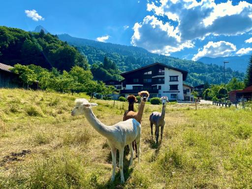 AlpenApart Montafon - Haus Engstler - Housity