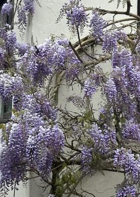 Manor Lodge Guesthouse - Housity