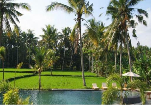 Ubud Rice Field View 1 Bedroom Private Pool Villa By BRS - Housity