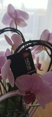 NOVA Apartment - Housity